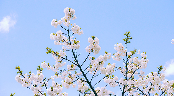 Rewards Cherry Blossom Trekking