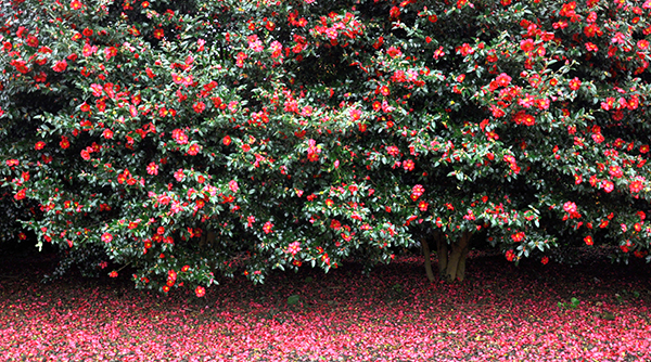 Rewards Spring Camellia